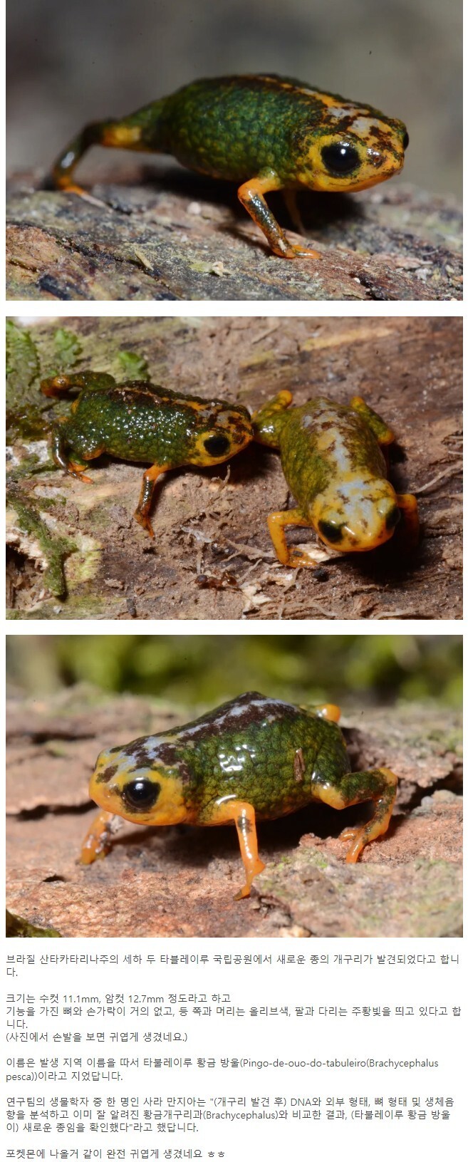 브라질에서 새로운 개구리 종 발견
