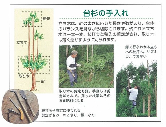 일본에서 삼나무를 재배하는 특이한 방법