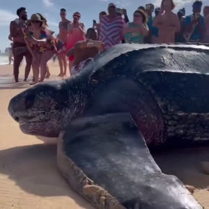 도미니카 공화국에서 발견된 거대 바다거북
