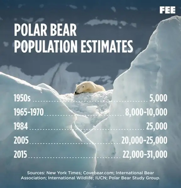 북극곰 개체수 충격적인 근황