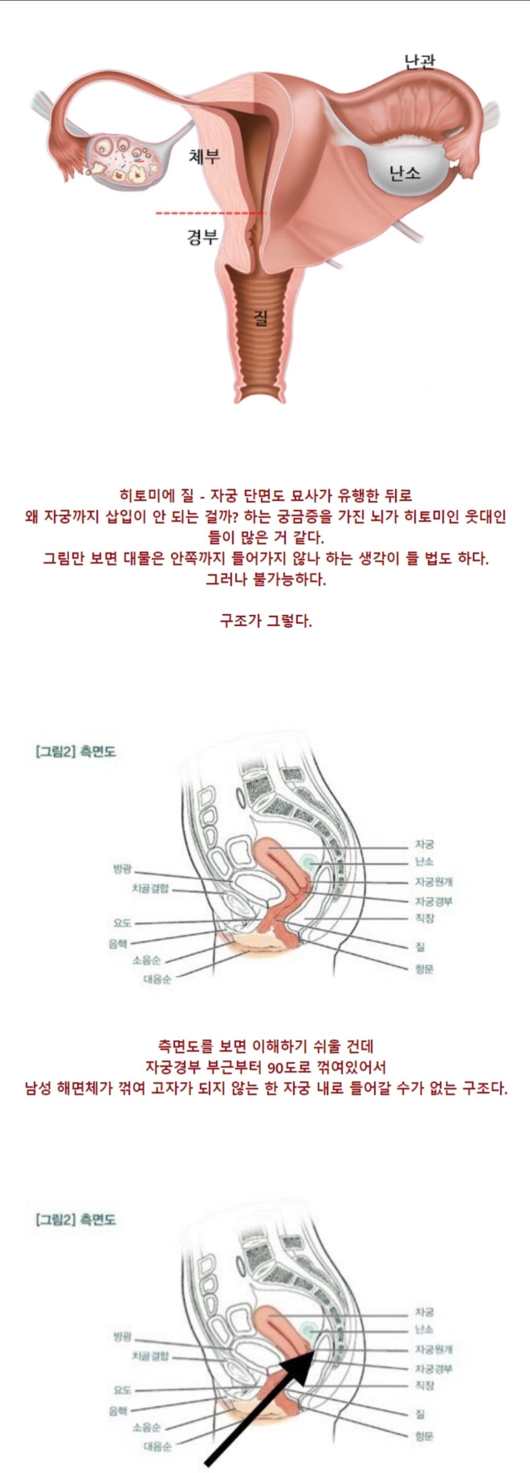 짤티비 - https://jjtv.kr