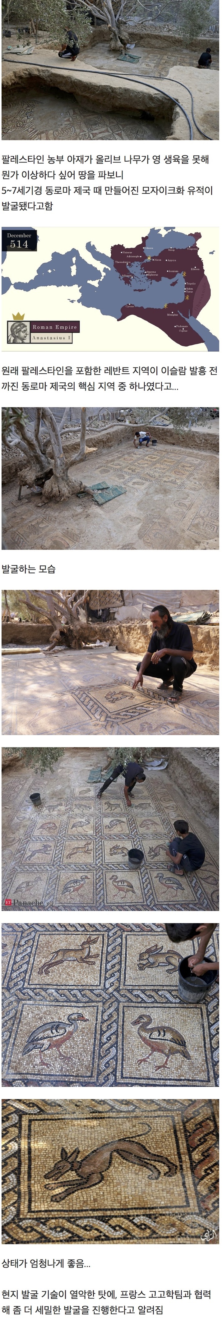 나무가 시들거리는게 이상해서 땅을 파본 결과